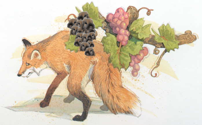 sour-grapes-story.jpg